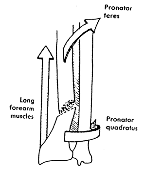 galeazzi fracture mechanism